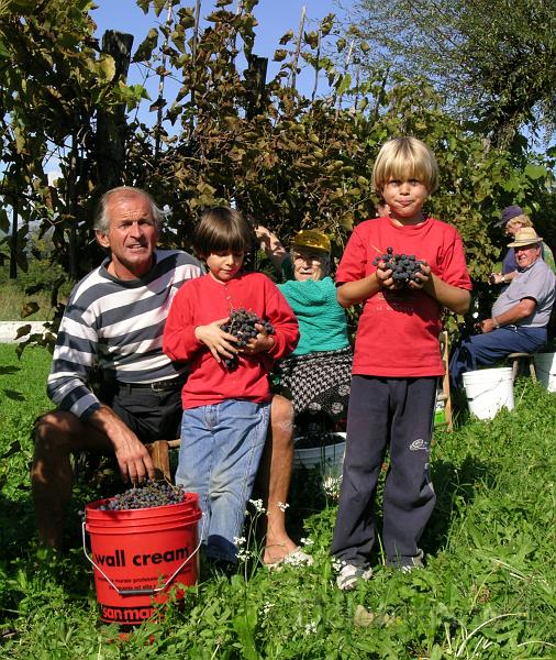 Immagine 32.jpg - Dario durante dell'ultima vendemmia nei pressi del Castello di Zumelle con i gemelli Giacomo ed Alberto